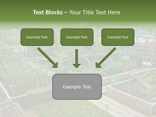 A Garden Filled With Lots Of Green Plants PowerPoint Template