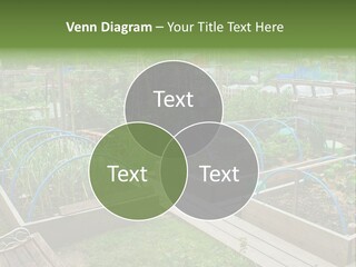 A Garden Filled With Lots Of Green Plants PowerPoint Template