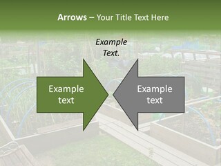 A Garden Filled With Lots Of Green Plants PowerPoint Template