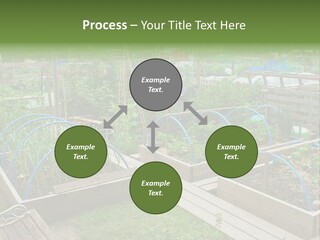 A Garden Filled With Lots Of Green Plants PowerPoint Template