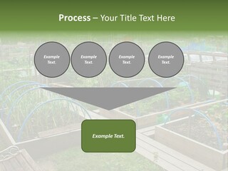 A Garden Filled With Lots Of Green Plants PowerPoint Template