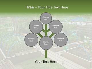 A Garden Filled With Lots Of Green Plants PowerPoint Template