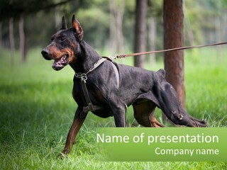 A Black And Brown Dog On A Leash In The Grass PowerPoint Template