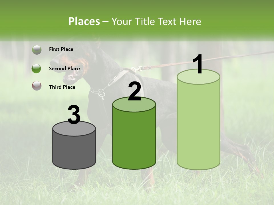 A Black And Brown Dog On A Leash In The Grass PowerPoint Template