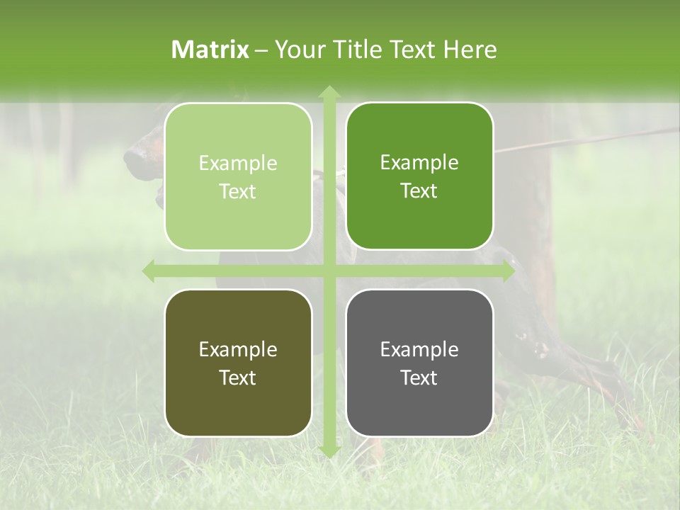 A Black And Brown Dog On A Leash In The Grass PowerPoint Template