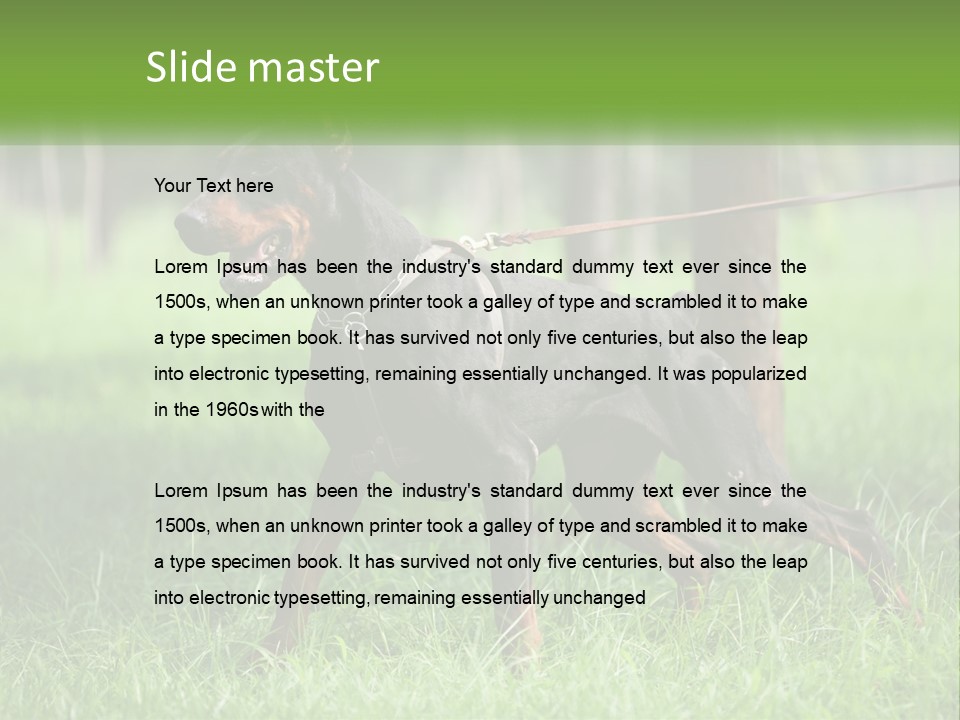 A Black And Brown Dog On A Leash In The Grass PowerPoint Template