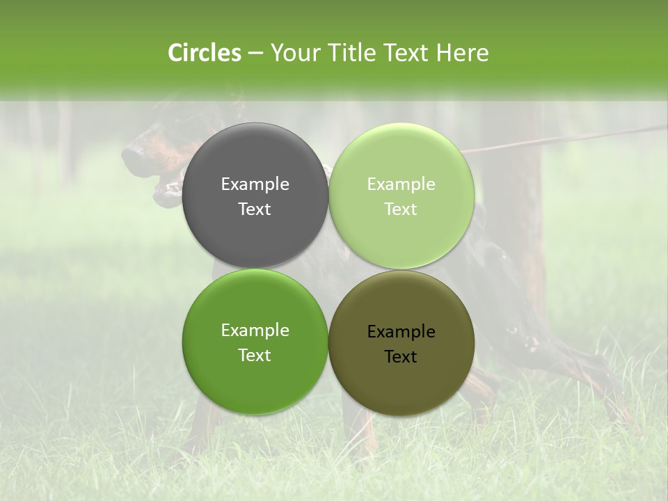 A Black And Brown Dog On A Leash In The Grass PowerPoint Template