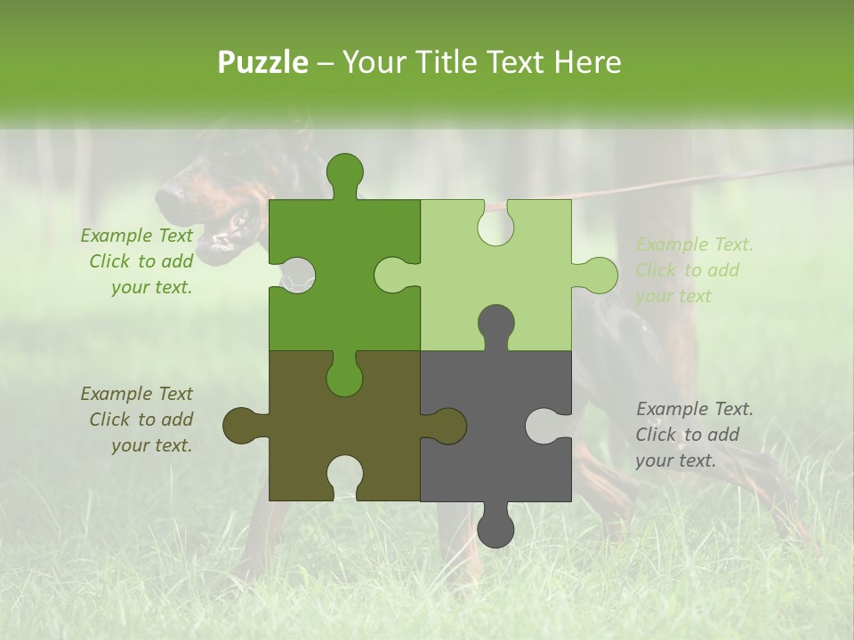 A Black And Brown Dog On A Leash In The Grass PowerPoint Template