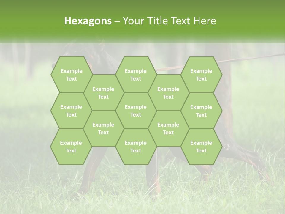 A Black And Brown Dog On A Leash In The Grass PowerPoint Template