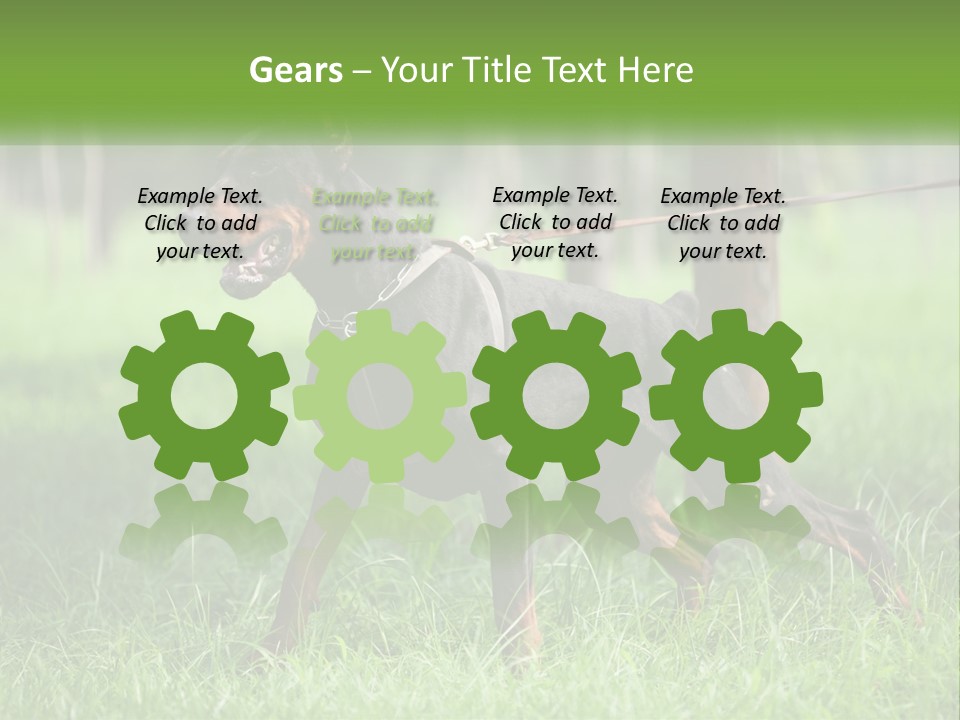 A Black And Brown Dog On A Leash In The Grass PowerPoint Template