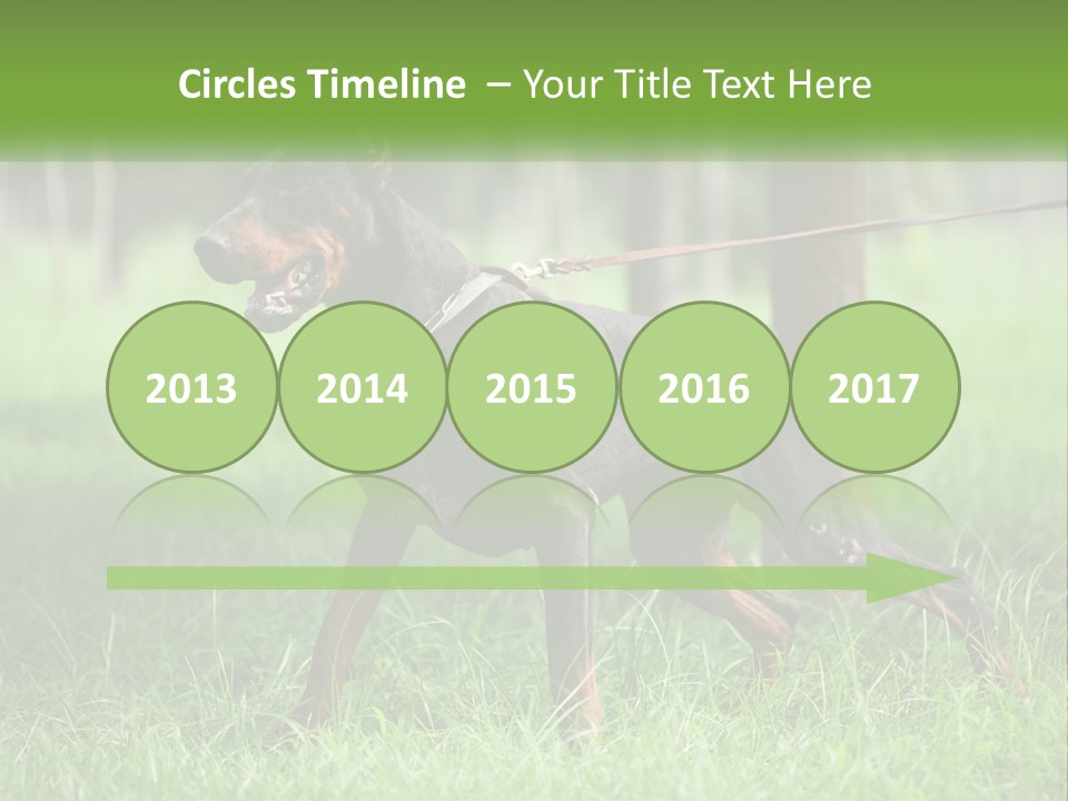 A Black And Brown Dog On A Leash In The Grass PowerPoint Template