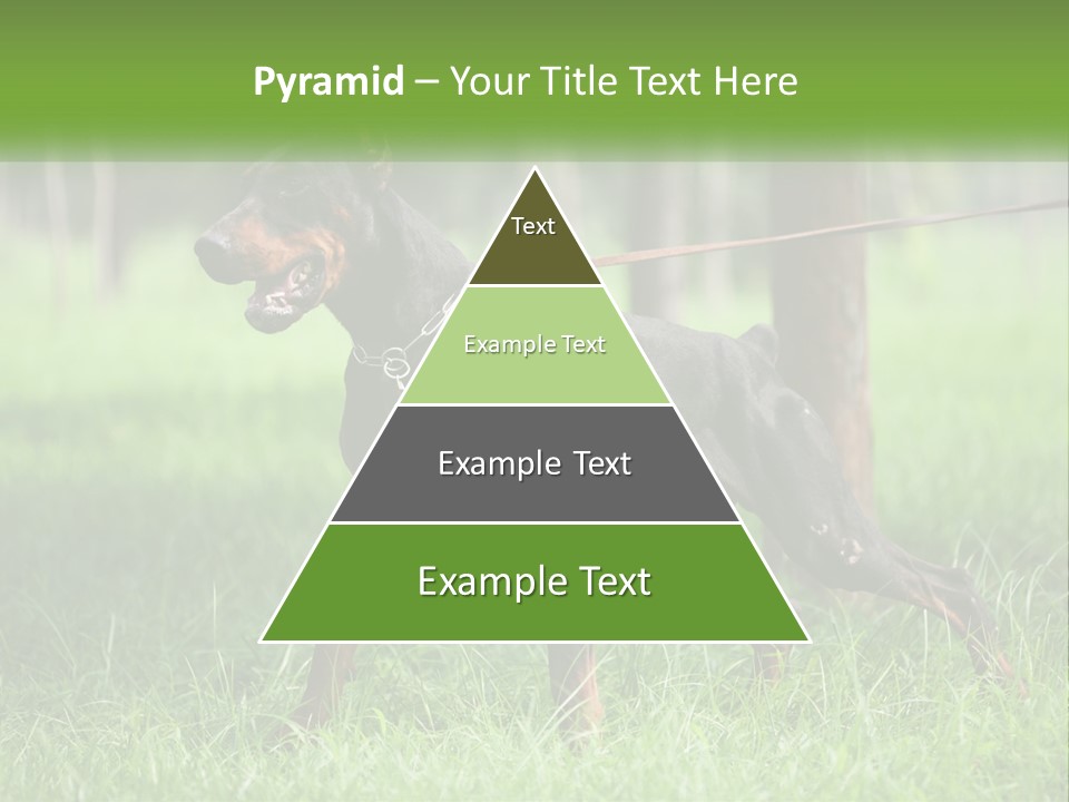 A Black And Brown Dog On A Leash In The Grass PowerPoint Template