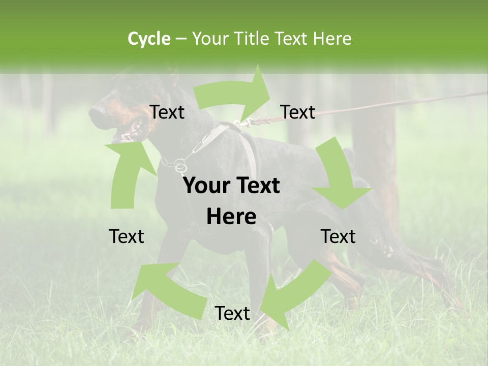 A Black And Brown Dog On A Leash In The Grass PowerPoint Template