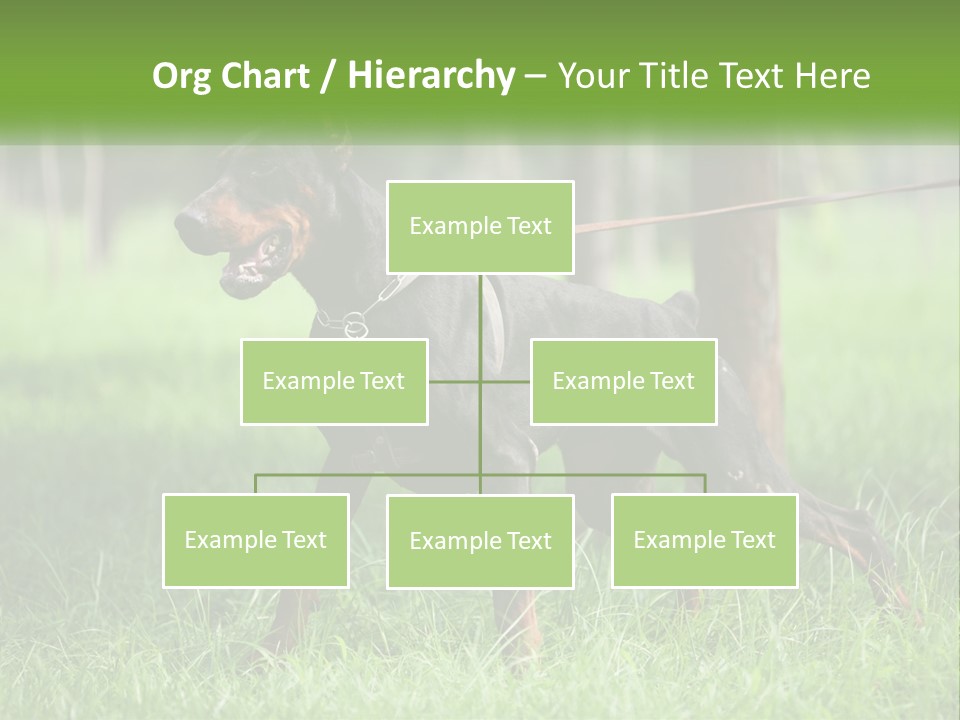 A Black And Brown Dog On A Leash In The Grass PowerPoint Template