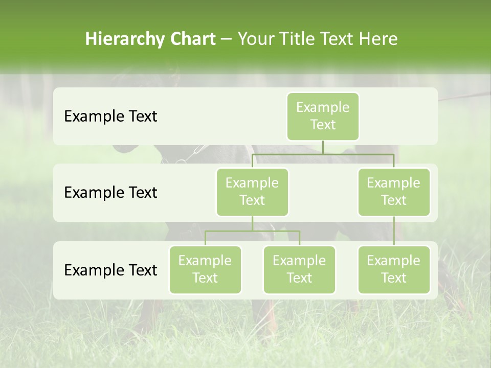 A Black And Brown Dog On A Leash In The Grass PowerPoint Template