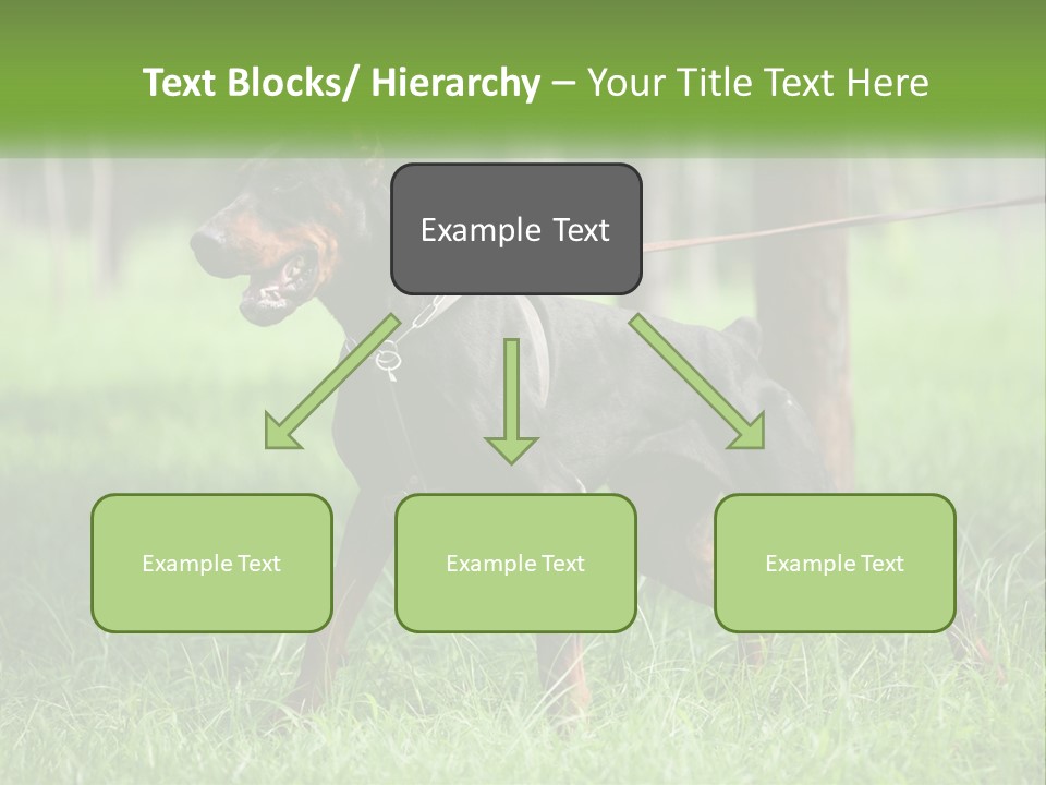 A Black And Brown Dog On A Leash In The Grass PowerPoint Template