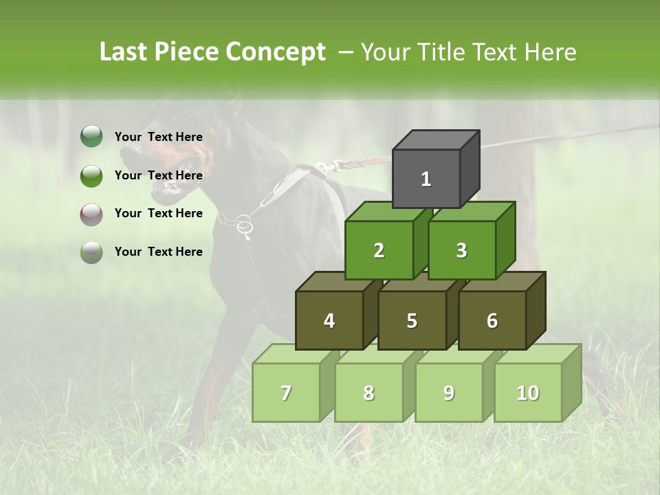 A Black And Brown Dog On A Leash In The Grass PowerPoint Template