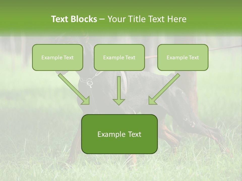 A Black And Brown Dog On A Leash In The Grass PowerPoint Template