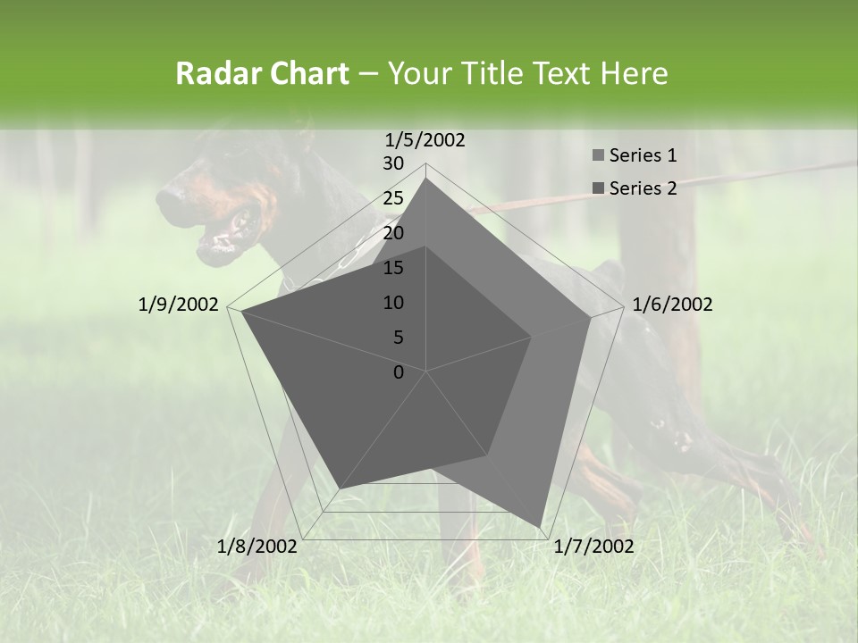 A Black And Brown Dog On A Leash In The Grass PowerPoint Template