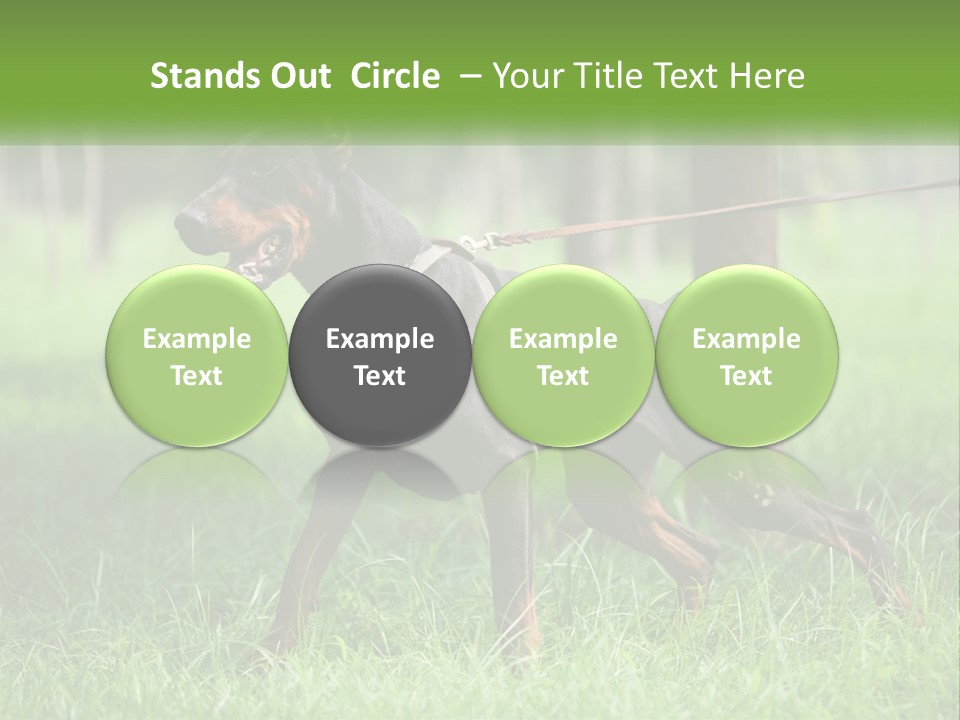 A Black And Brown Dog On A Leash In The Grass PowerPoint Template