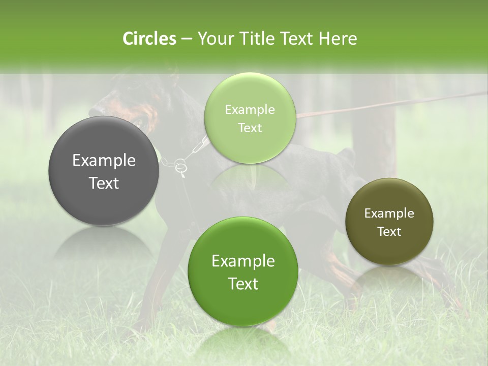 A Black And Brown Dog On A Leash In The Grass PowerPoint Template