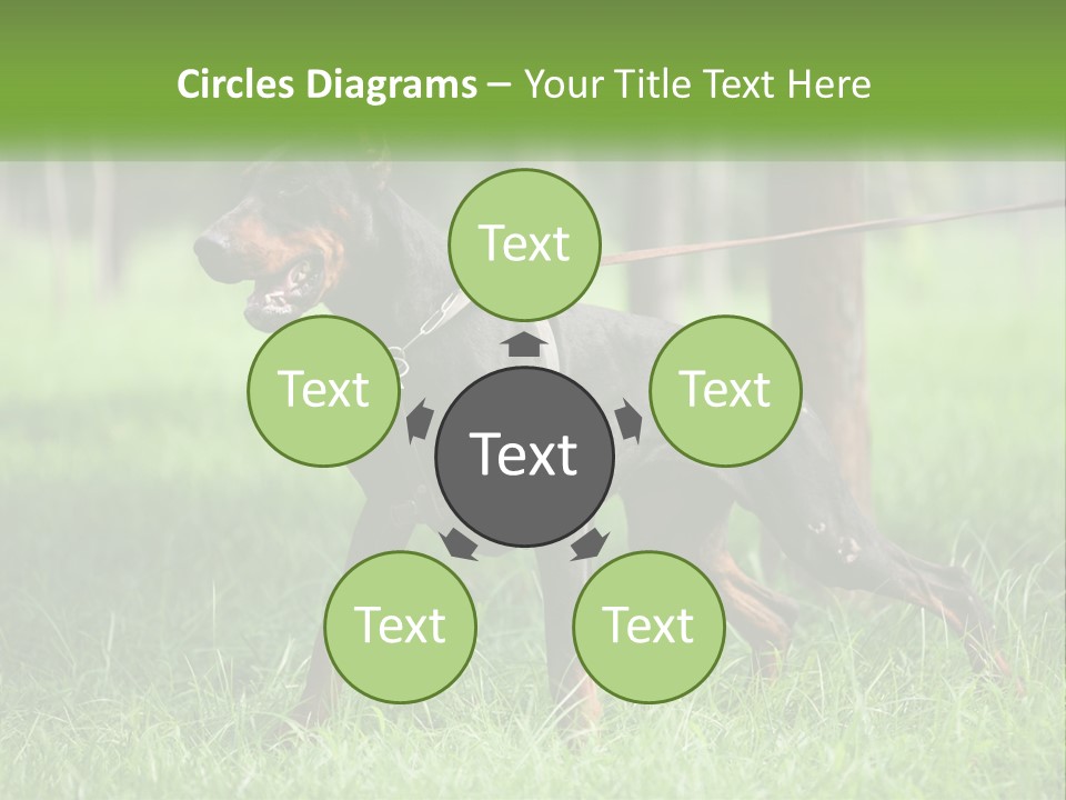 A Black And Brown Dog On A Leash In The Grass PowerPoint Template