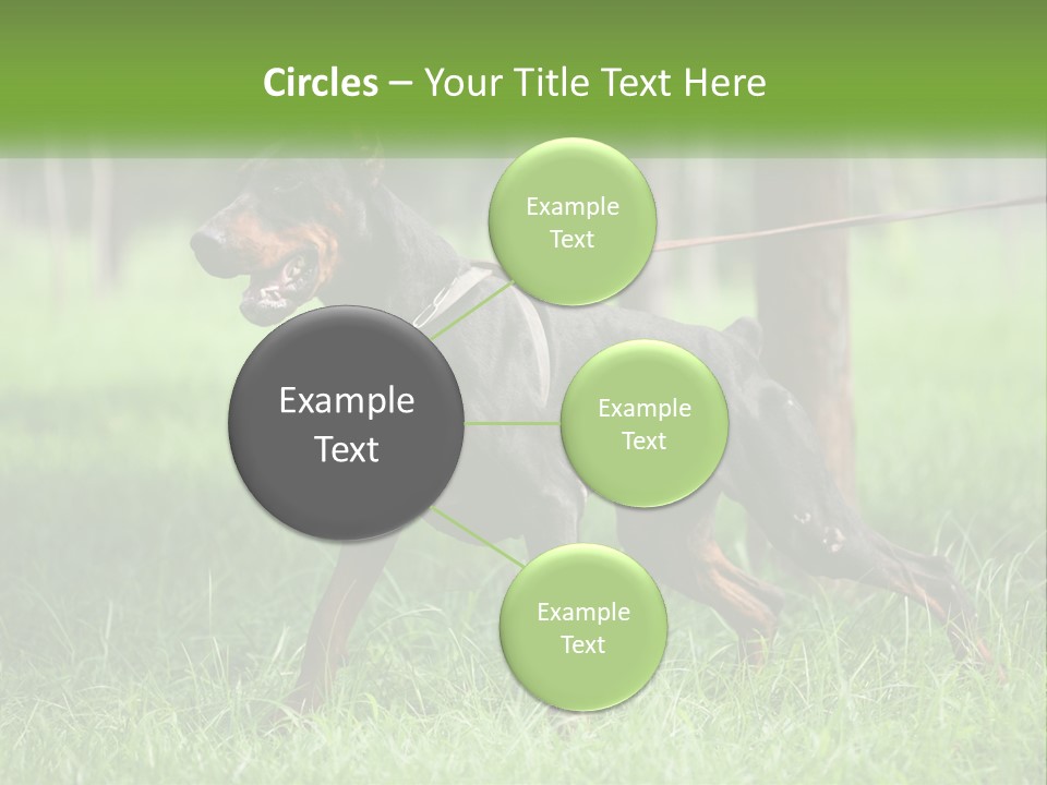 A Black And Brown Dog On A Leash In The Grass PowerPoint Template