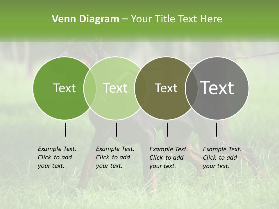 A Black And Brown Dog On A Leash In The Grass PowerPoint Template