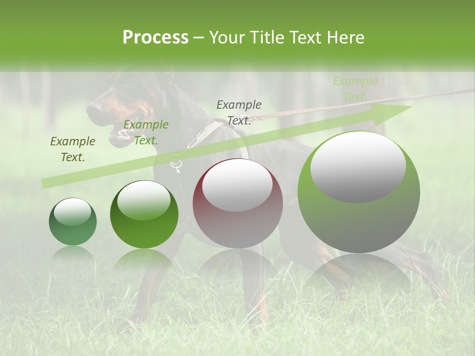 A Black And Brown Dog On A Leash In The Grass PowerPoint Template