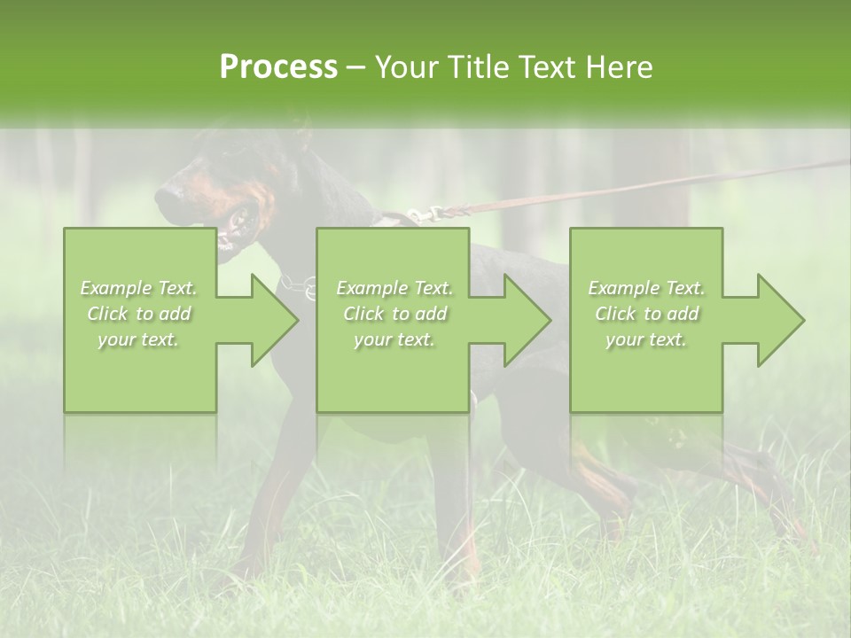 A Black And Brown Dog On A Leash In The Grass PowerPoint Template