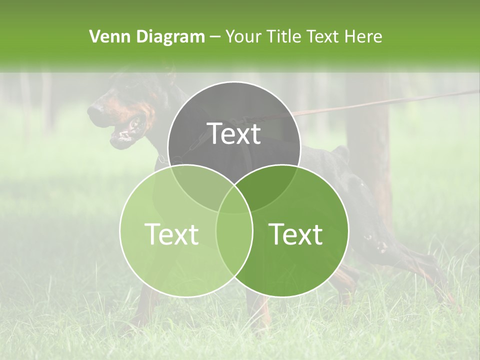 A Black And Brown Dog On A Leash In The Grass PowerPoint Template