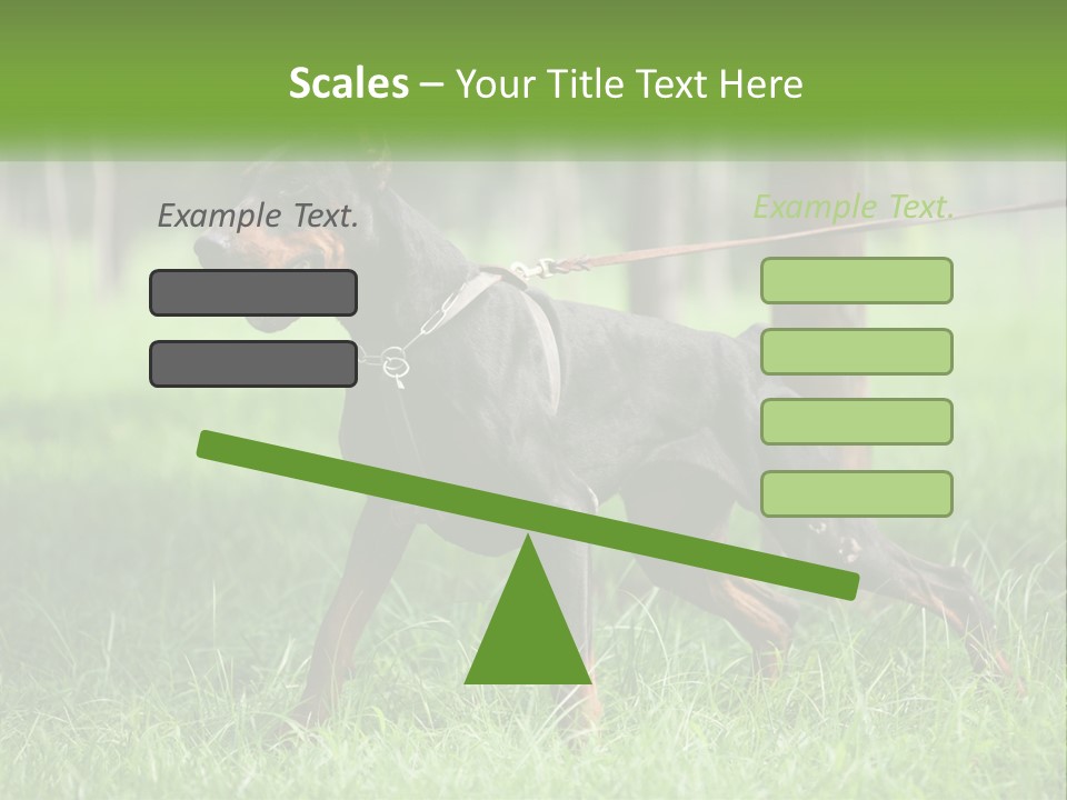 A Black And Brown Dog On A Leash In The Grass PowerPoint Template