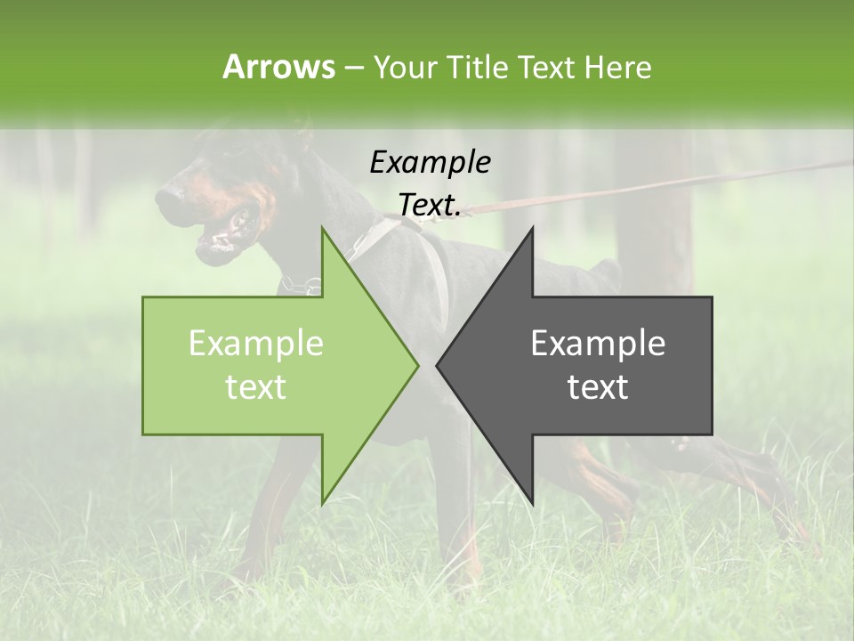 A Black And Brown Dog On A Leash In The Grass PowerPoint Template