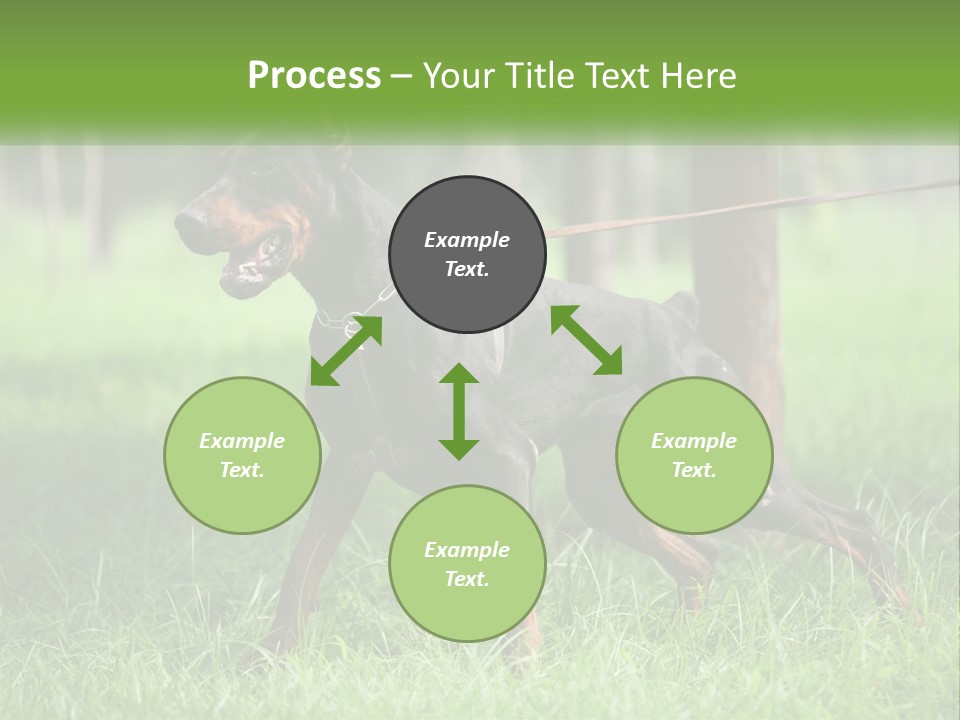 A Black And Brown Dog On A Leash In The Grass PowerPoint Template