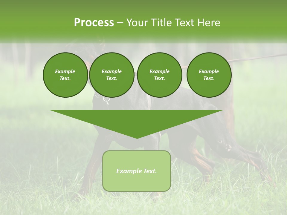 A Black And Brown Dog On A Leash In The Grass PowerPoint Template