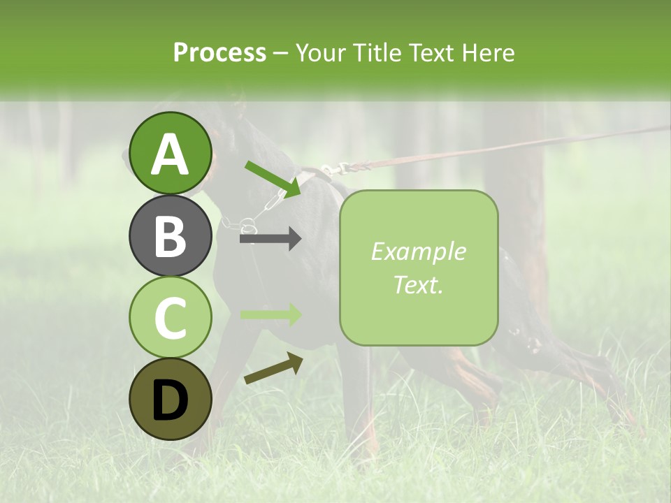 A Black And Brown Dog On A Leash In The Grass PowerPoint Template