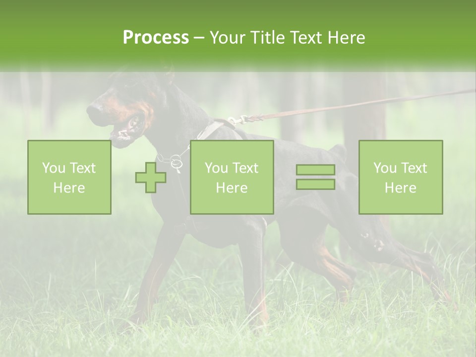 A Black And Brown Dog On A Leash In The Grass PowerPoint Template