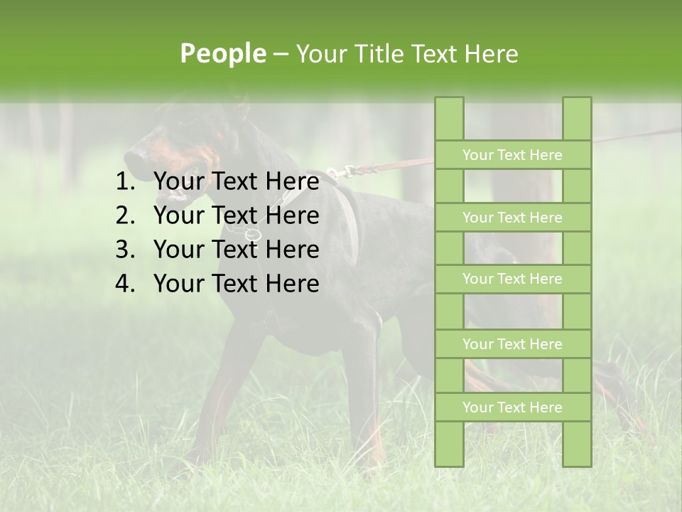 A Black And Brown Dog On A Leash In The Grass PowerPoint Template