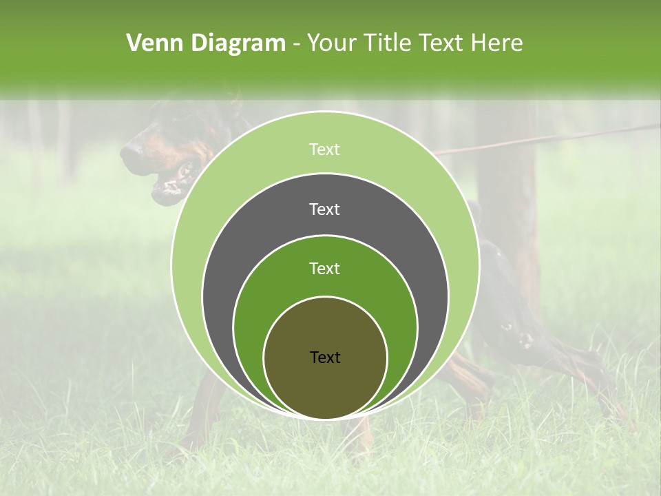 A Black And Brown Dog On A Leash In The Grass PowerPoint Template