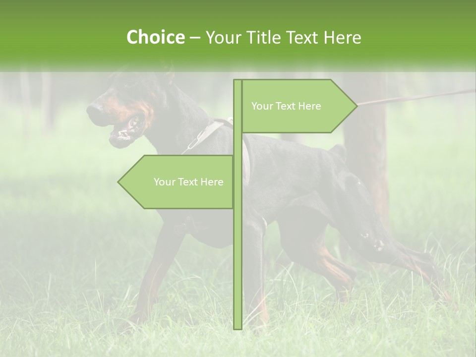 A Black And Brown Dog On A Leash In The Grass PowerPoint Template