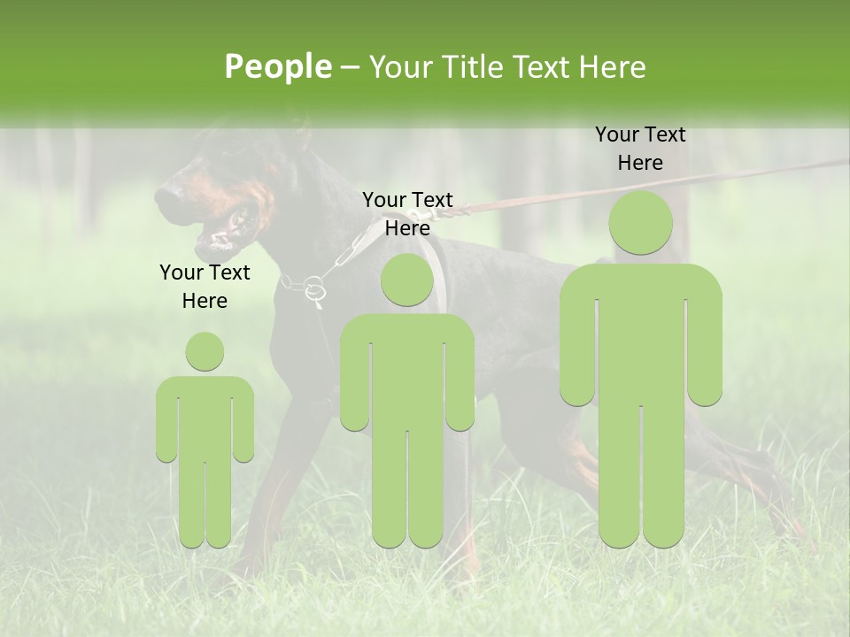 A Black And Brown Dog On A Leash In The Grass PowerPoint Template