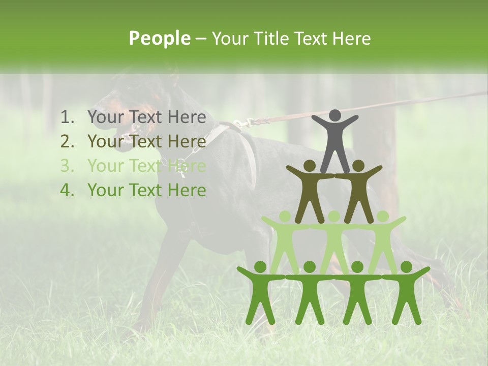 A Black And Brown Dog On A Leash In The Grass PowerPoint Template