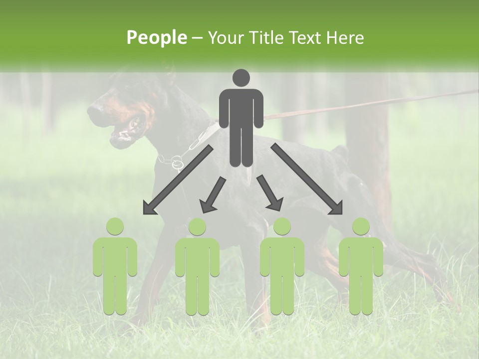 A Black And Brown Dog On A Leash In The Grass PowerPoint Template