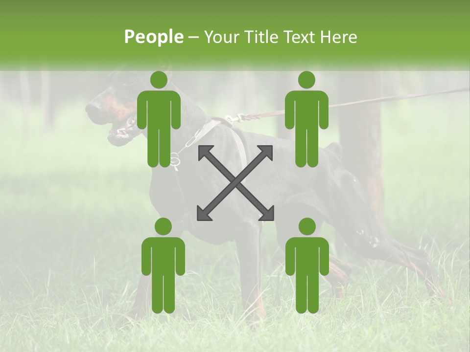 A Black And Brown Dog On A Leash In The Grass PowerPoint Template