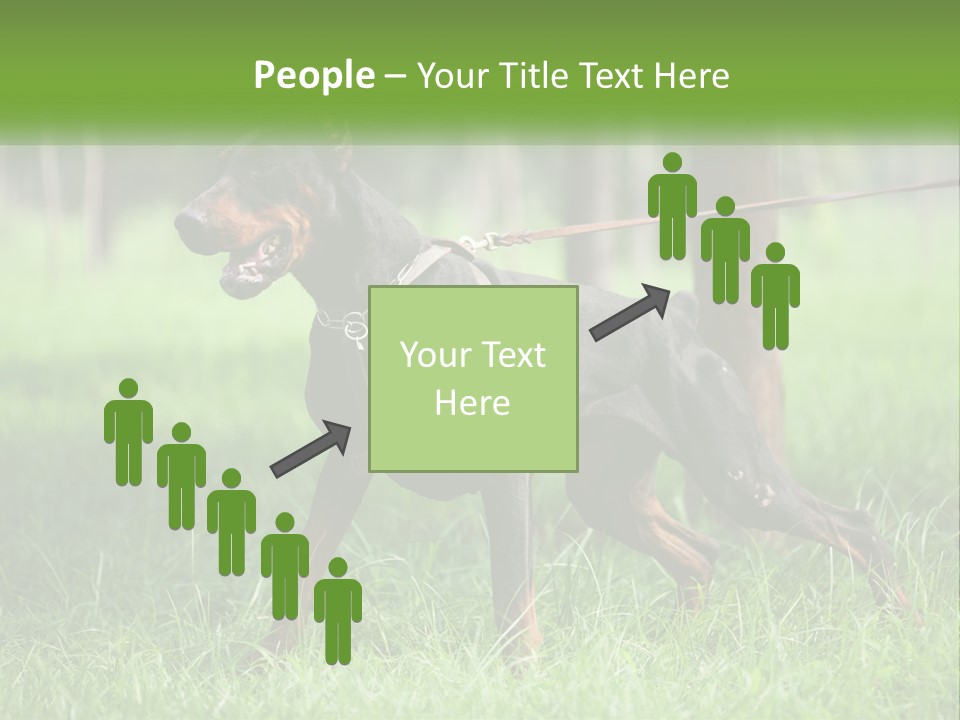 A Black And Brown Dog On A Leash In The Grass PowerPoint Template