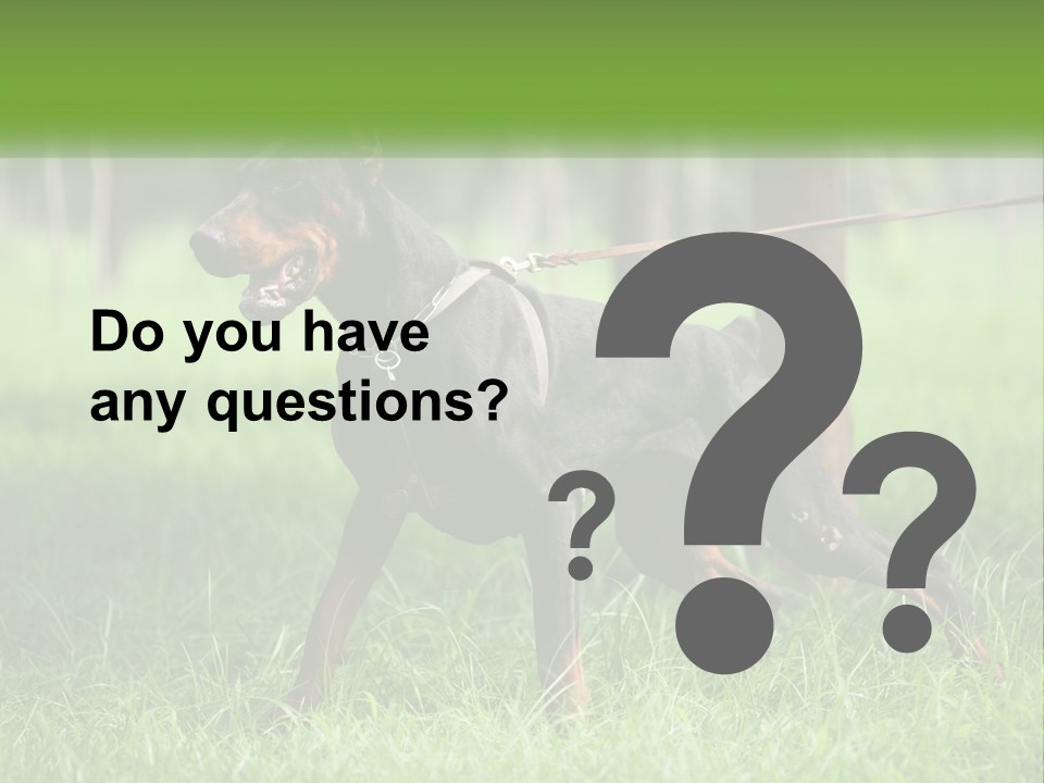 A Black And Brown Dog On A Leash In The Grass PowerPoint Template