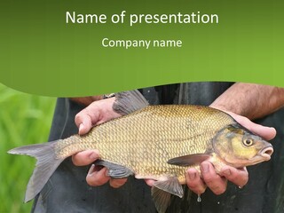 A Person Holding A Fish In Their Hands PowerPoint Template