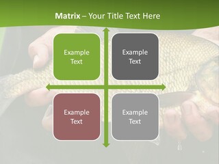 A Person Holding A Fish In Their Hands PowerPoint Template