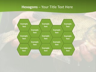 A Person Holding A Fish In Their Hands PowerPoint Template