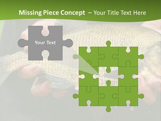 A Person Holding A Fish In Their Hands PowerPoint Template